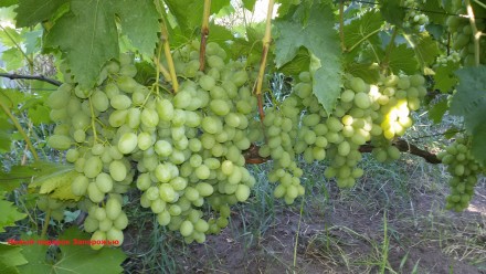 Саженцы винограда крупноплодных сортов, гарантированно созревающих в условиях Ки. . фото 2
