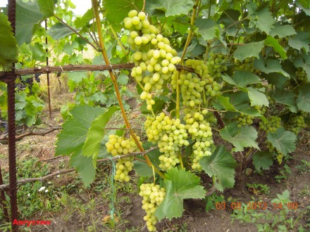 Саженцы винограда крупноплодных сортов, гарантированно созревающих в условиях Ки. . фото 9