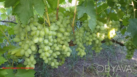 Саженцы винограда крупноплодных сортов, гарантированно созревающих в условиях Ки. . фото 1