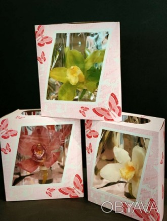 Орхидея в подарочной упаковке,в колбе со специальным раствором благодаря котором. . фото 1