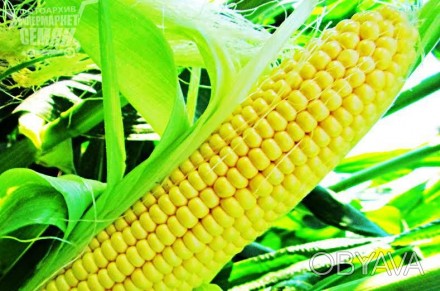 Насіння кукурудзи Онікс ФАО 350 ( якісне насіння + доставка )
Характеризується . . фото 1