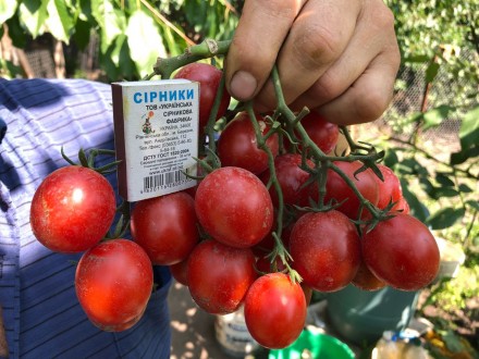Продам семена помидор сортов Американский Чали и Клюква в сахаре. 1 упаковка 30 . . фото 2