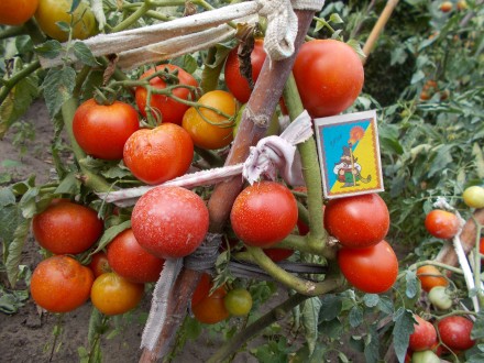 Продам семена помидор сортов Американский Чали и Клюква в сахаре. 1 упаковка 30 . . фото 3
