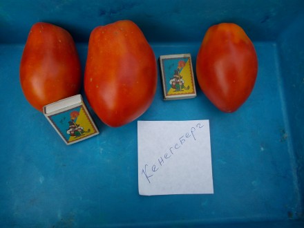 Семена томатов сортов Скуби и Кенегсберг. 1 упаковка 30 семян.
Плоды весом 200-. . фото 3