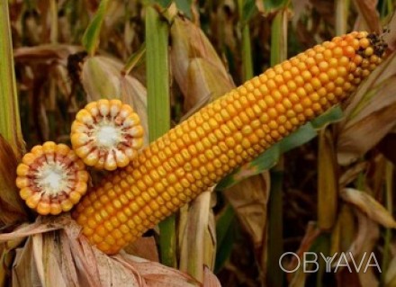 Насіння кукурудзи гібрид ОНІКС (ФАО 350)
Характеризується дуже високою посухост. . фото 1