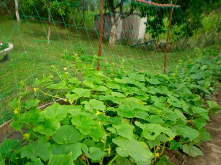 Шпалерная сетка — позволяет по-новому взглянуть на выращивание однолетних культу. . фото 2