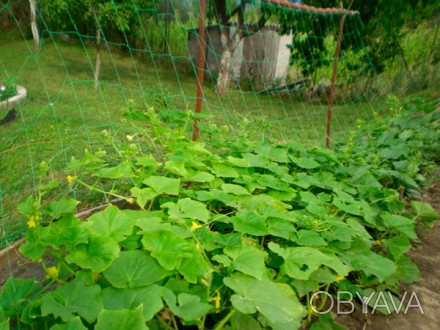 Шпалерная сетка — позволяет по-новому взглянуть на выращивание однолетних культу. . фото 1
