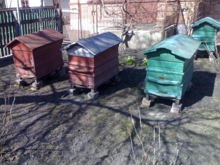 Продам две пчелосемьи с ульями. Семьи на зиму шли с 12 рамками, обсиженных пчела. . фото 4