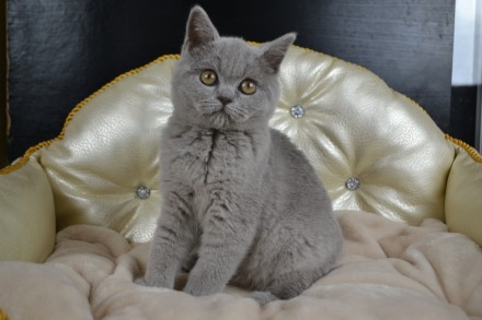 Продам котенка породы шотландская прямоухая (scottish straight), девочка, возрас. . фото 2