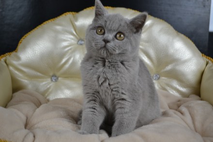 Продам котенка породы шотландская прямоухая (scottish straight), девочка, возрас. . фото 3