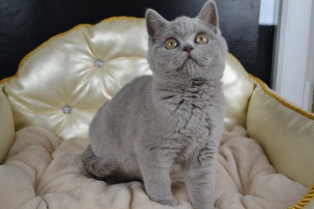 Продам котенка породы шотландская прямоухая (scottish straight), девочка, возрас. . фото 6