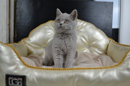 Продам котенка породы шотландская прямоухая (scottish straight), девочка, возрас. . фото 7