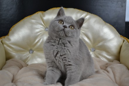 Продам котенка породы шотландская прямоухая (scottish straight), девочка, возрас. . фото 4
