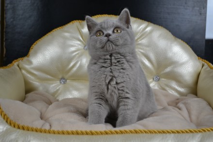 Продам котенка породы шотландская прямоухая (scottish straight), девочка, возрас. . фото 5