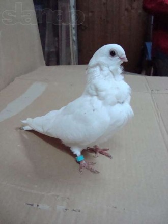 Продам голуби породи "Білі китайці", здорові та охайні.
ШТУКА 80
ПАРА 150. . фото 4