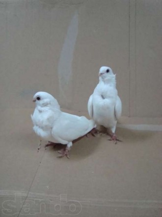 Продам голуби породи "Білі китайці", здорові та охайні.
ШТУКА 80
ПАРА 150. . фото 5