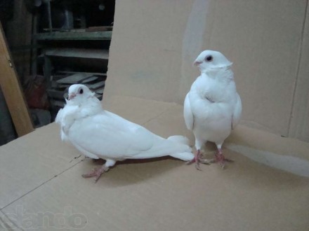 Продам голуби породи "Білі китайці", здорові та охайні.
ШТУКА 80
ПАРА 150. . фото 3