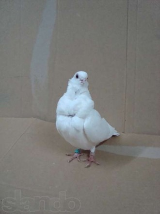 Продам голуби породи "Білі китайці", здорові та охайні.
ШТУКА 80
ПАРА 150. . фото 2