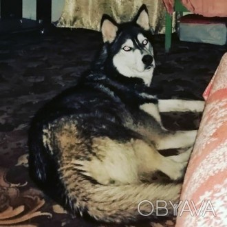 Потерялась собака хаски черно белый окрас глаза светло голубые возраст 2 года от. . фото 1