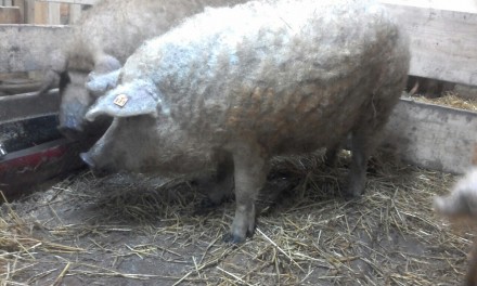 ФХ «Мангалица Украина» предлагает на продажу чистокровных, племенных свиней поро. . фото 4
