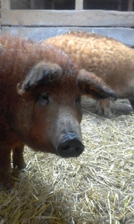 ФХ «Мангалица Украина» предлагает на продажу чистокровных, племенных свиней поро. . фото 5