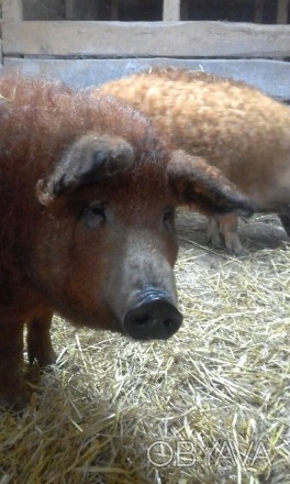ФХ «Мангалица Украина» предлагает на продажу чистокровных, племенных свиней поро. . фото 1