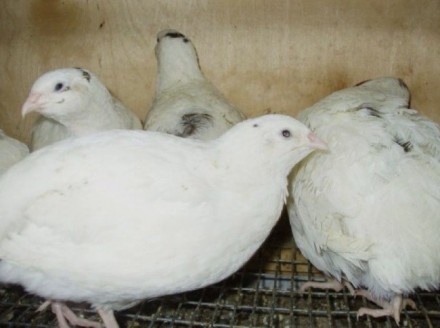 Инкубационные яйца перепела белый Техасский  бройлер, одной из самых крупных пор. . фото 6