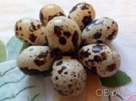Инкубационные яйца перепела белый Техасский  бройлер, одной из самых крупных пор. . фото 1