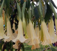 Бругмансия очень красивое растение с крупными колокольчиками до 50 см. длинной, . . фото 2