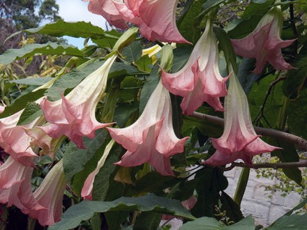 Бругмансия очень красивое растение с крупными колокольчиками до 50 см. длинной, . . фото 4