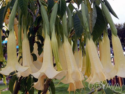 Бругмансия очень красивое растение с крупными колокольчиками до 50 см. длинной, . . фото 1