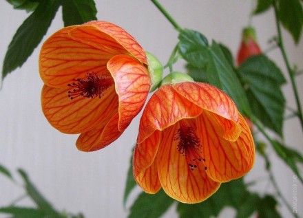 Абутилон или канатник неприхотливое комнатное растение, цветет обильно  6-8 меся. . фото 6