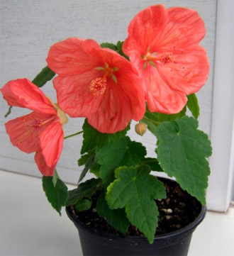 Абутилон или канатник неприхотливое комнатное растение, цветет обильно  6-8 меся. . фото 5