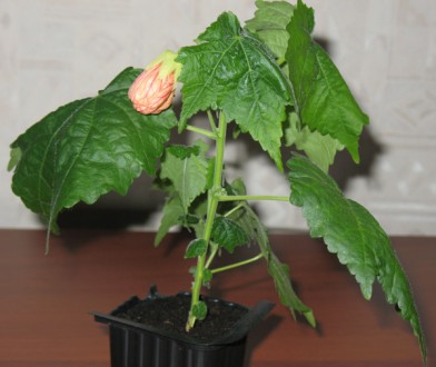 Абутилон или канатник неприхотливое комнатное растение, цветет обильно  6-8 меся. . фото 3
