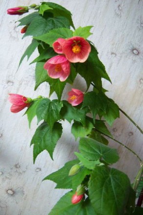 Абутилон или канатник неприхотливое комнатное растение, цветет обильно  6-8 меся. . фото 4
