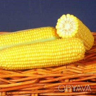 Продаю семена кукурузы Оверленд F1. Цена: 1300грн за 1 кг,( около 4000 зёрн.кг) . . фото 1