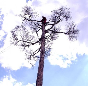 Спилювання аварійних дерев з використанням технологій промислового альпінізму.. . фото 4