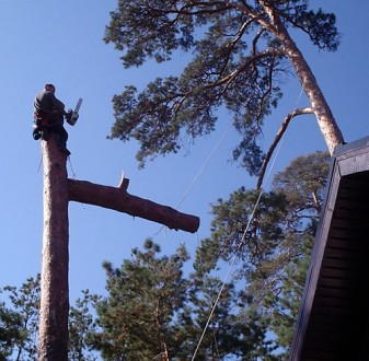 Спилювання аварійних дерев з використанням технологій промислового альпінізму.. . фото 2