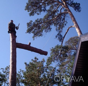 Спилювання аварійних дерев з використанням технологій промислового альпінізму.. . фото 1