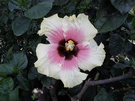 Гибискус сирийский неприхотливый  красиво цветущий, зимостойкий кустарник, любит. . фото 2