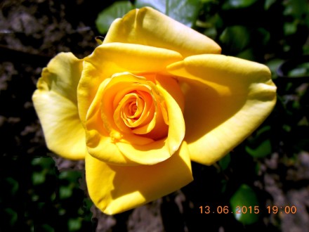 Продаются кустовые розы различных сортов. В контейнерах. Цена 150 грн.. . фото 3