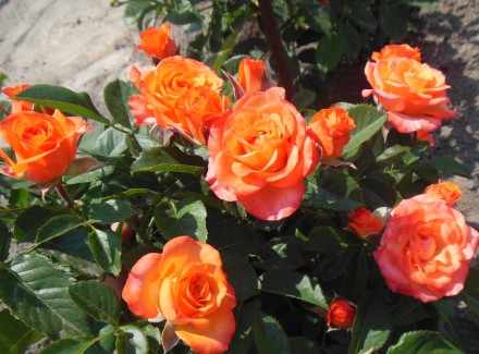 Продаются кустовые розы различных сортов. В контейнерах. Цена 150 грн.. . фото 4