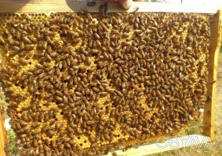 Продам бджолопакети у клькості 150 штук, 3+1, на початку травня, порода українсь. . фото 1