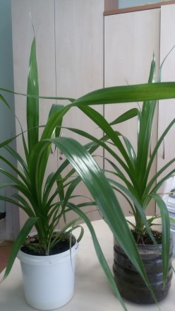 Продам пальму пандаус. В наличиии несколько растений высотой 40-60 см.. . фото 3