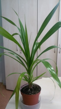 Продам пальму пандаус. В наличиии несколько растений высотой 40-60 см.. . фото 2