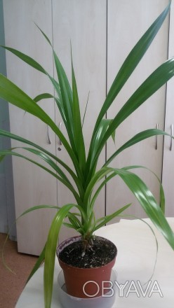 Продам пальму пандаус. В наличиии несколько растений высотой 40-60 см.. . фото 1