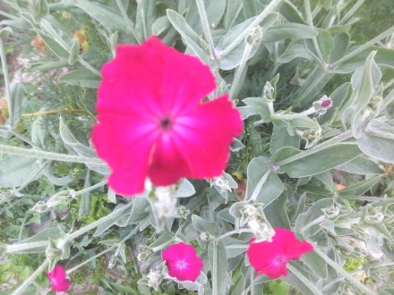 Лихнис корончатый, Lychnis coronaria.
Лихнис относится к семейству Гвоздичные. . . фото 3