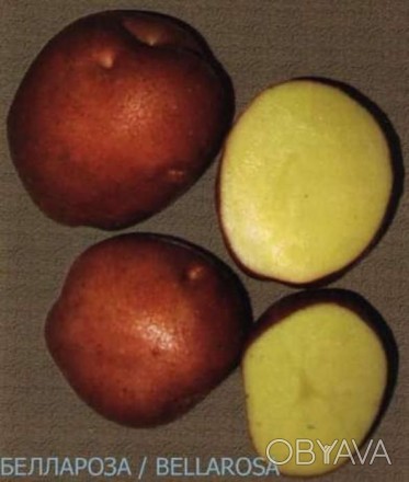 Продам насінневу картоплю ІІ-ї репродукції. У наявності є такі сорти: ультраранн. . фото 1