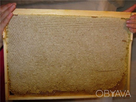 Продам мед в сотах (рамках) дадан, цена 40 гривен за 1 кг.. . фото 1