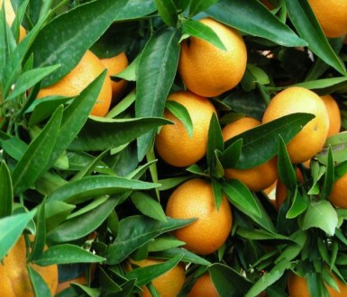 Citrus clementina Corsica 1 
Очень урожайный сорт. Произошел от испанского клем. . фото 2